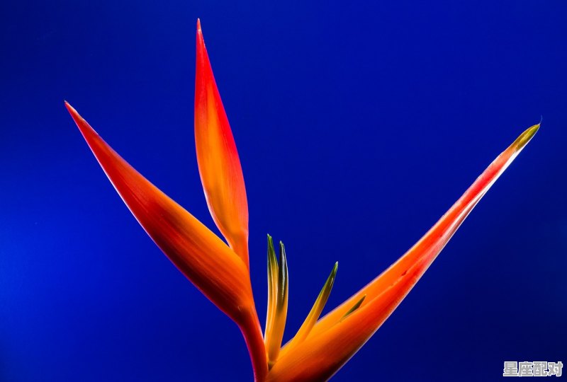 为什么双鱼和天蝎最配,星座配对双鱼座和天蝎座的关系 - 星座运势