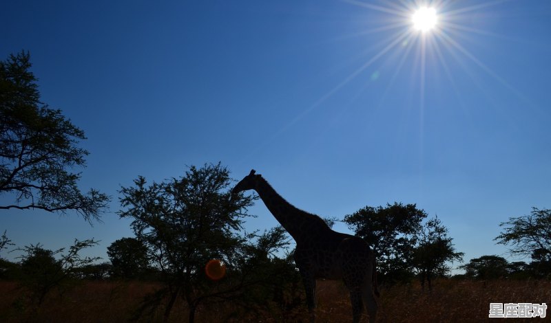 一堆乱石几许愁绪猜什么动物，滴什么生肖 - 星座运势