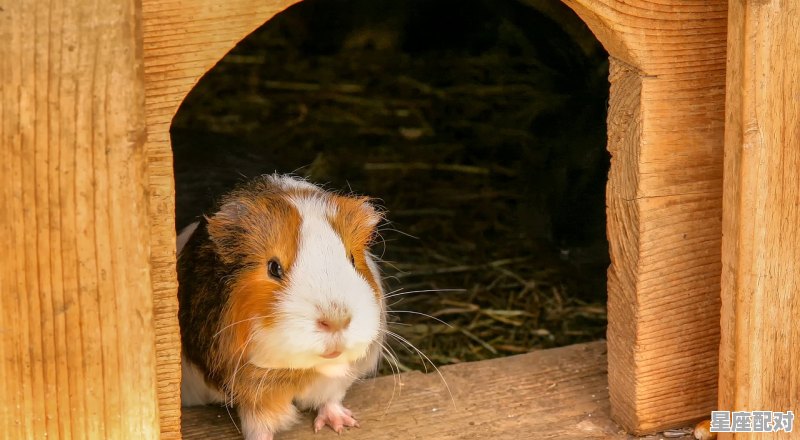 口是心非是指什么动物,口是心非是什么生肖 口是心非是指什么动物,口是心非是什么生肖 - 星座运势