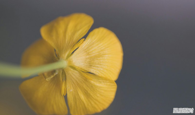 双鱼座和哪个星座配,双鱼星座配对哪个星座最合适男生 双鱼座和哪个星座配,双鱼星座配对哪个星座最合适男生 - 星座运势