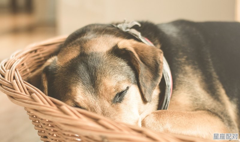 什么叫单笔肖双笔肖,羊的三合生肖是什么 - 星座运势