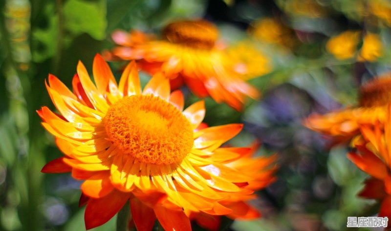 1994年农历正月十七是什么星座有什么优缺点，正月十七是什么星座的 - 星座运势