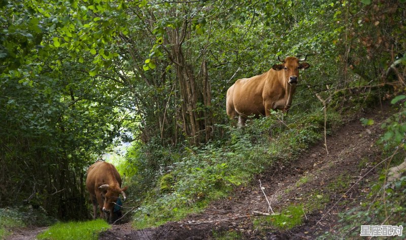 马的孕期是多少，孕妇梦到马 - 星座运势