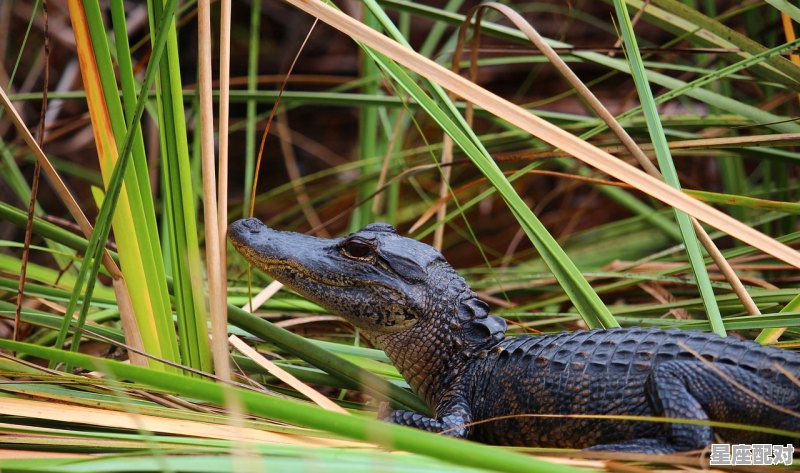 家附近有青蛙寓意着什么_青蛙的寓意 - 星座运势