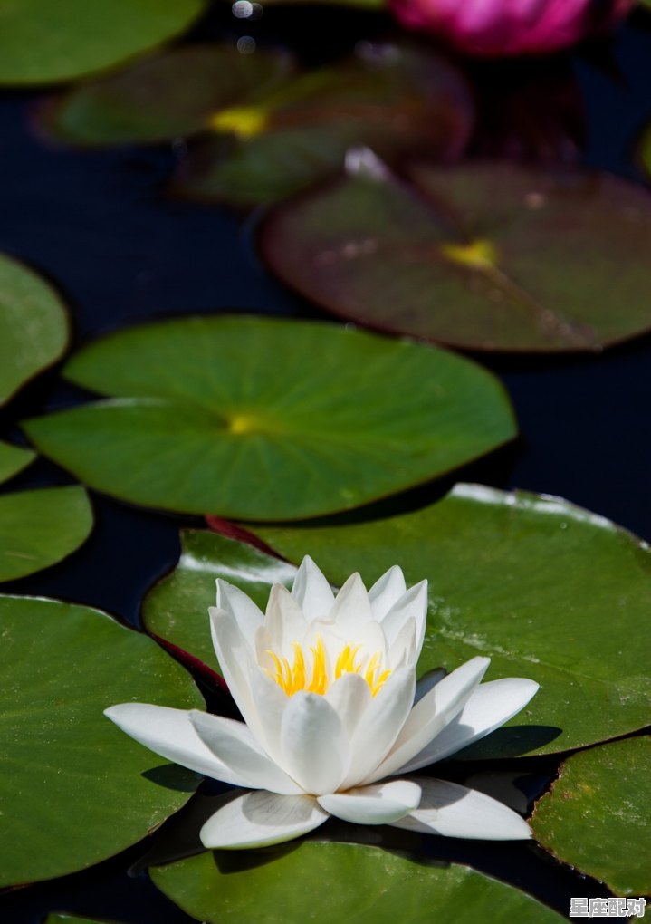 老黄瓜开花是什么意思，做梦梦到花开 - 星座运势