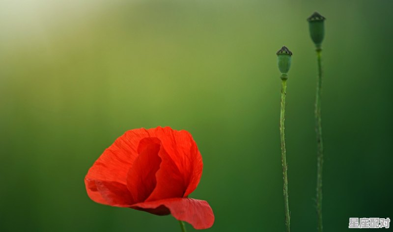 唯一能与双子抗衡的星座,双子座克什么星座 唯一能与双子抗衡的星座,双子座克什么星座 - 星座运势