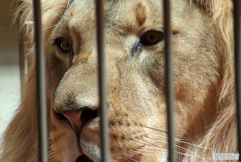 狮子座男生和什么星座比较配,所有星座配对狮子男生的性格 狮子座男生和什么星座比较配,所有星座配对狮子男生的性格 - 星座运势