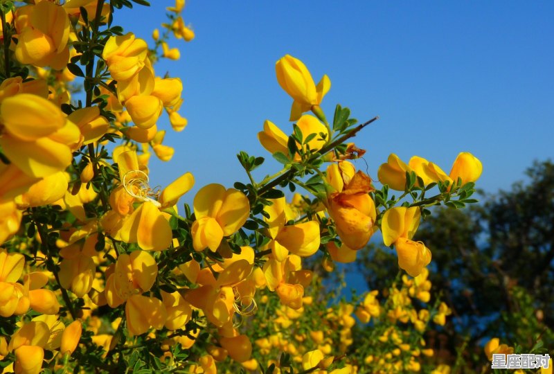 梦到扫帚,梦到扫帚 梦到扫帚,梦到扫帚 - 星座运势