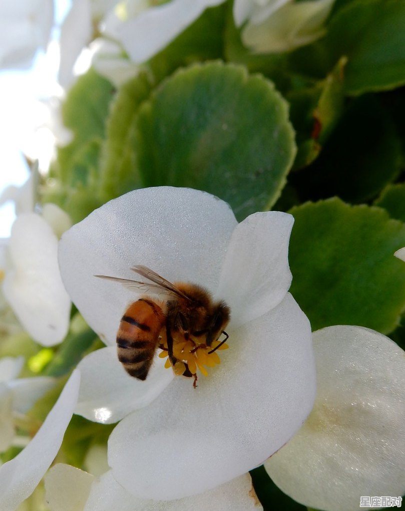 玉米红薯寓意什么,梦到很多玉米 玉米红薯寓意什么,梦到很多玉米 - 星座运势