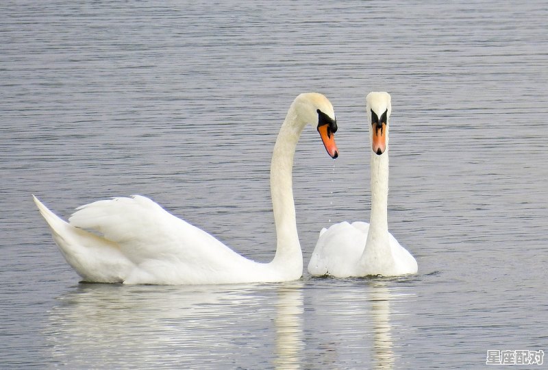 八戒七飞天指什么动物_最丑的动物打一动物 八戒七飞天指什么动物_最丑的动物打一动物 - 星座运势