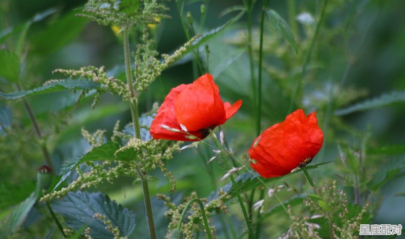 什么鸡没有翅膀打一生肖?死后还把自身献打一生肖,内香扑鼻口水流打一生肖,内什么生肖 什么鸡没有翅膀打一生肖?死后还把自身献打一生肖,内香扑鼻口水流打一生肖,内什么生肖 - 星座运势