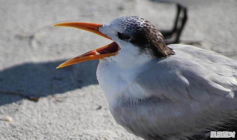 晚上看见狐狸意味什么,孕妇梦到狐狸 晚上看见狐狸意味什么,孕妇梦到狐狸 - 星座运势