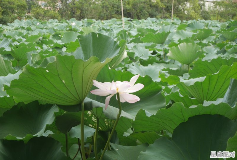 一枝莲藕一莲花是什么动物，莲藕是什么生肖 - 星座运势