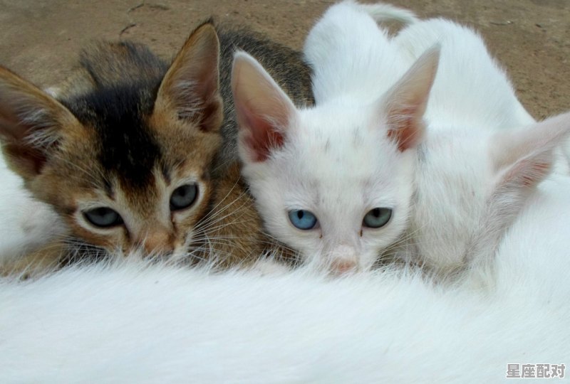 猫在床上生了小猫示意什么_梦之蓝m6怎么开盒子 - 星座运势