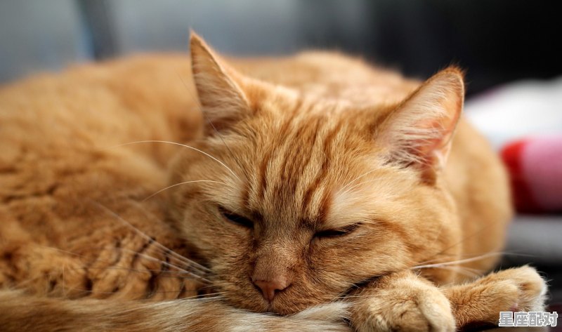 猫孕期多少天算正常_猫咪怀孕了会爱生气吗 - 星座运势
