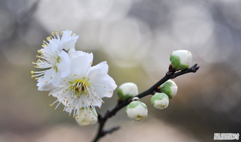 十二生肖里面兰花是什么生肖_12生肖梅花是什么生肖 - 星座运势