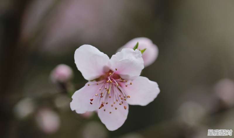 桃花边是什么，落花流水是什么生肖 - 星座运势