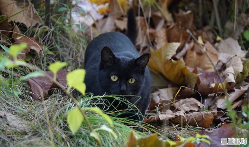 撸猫的时候猫咬你是为什么，梦到黑猫咬我 - 星座运势