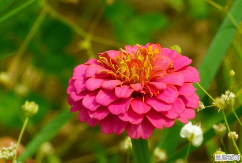 花代表什么动物,欲钱看花是什么生肖 - 星座运势