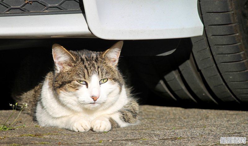 为什么潮汕人说白色鼻子的猫不能养,猫的运势今日 - 星座运势
