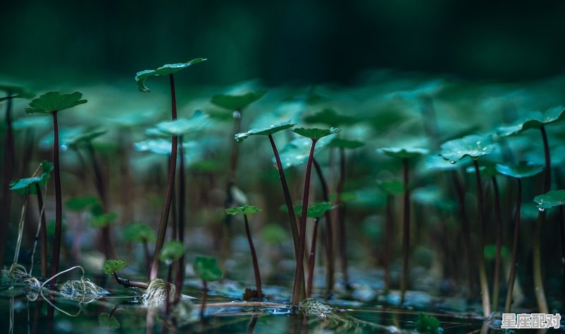 端午节后适合种红薯吗,端午中药园除草习俗 - 星座运势