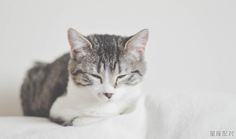 灰猫的寓意，梦到灰猫 - 星座运势