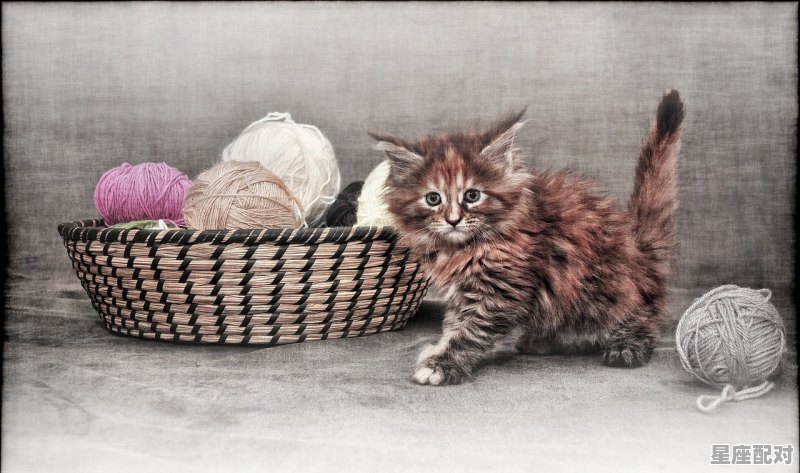 yanderesimulator如何救小猫，梦到救猫 - 星座运势