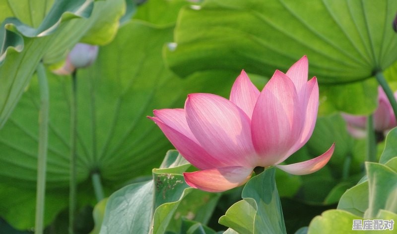 莲指什么动物，莲花属什么生肖 - 星座运势