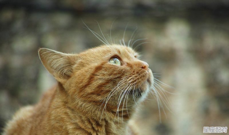 为什么说天秤是猫，天秤座的性格最像什么动物 - 星座运势