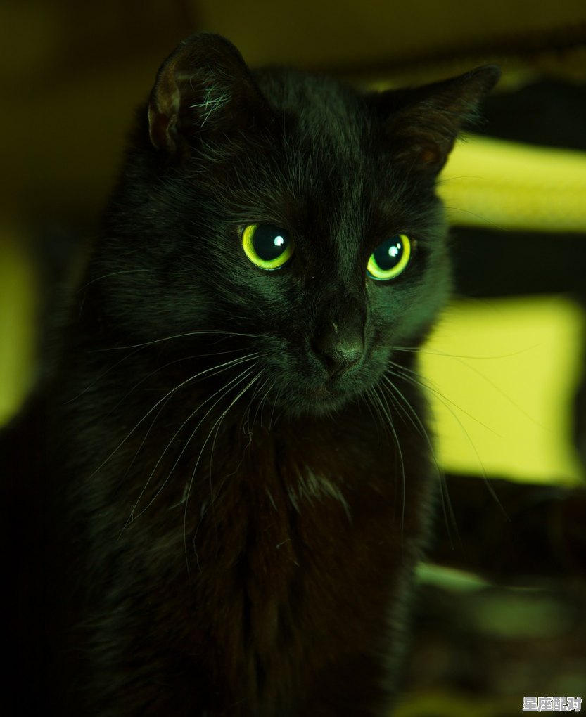 纯黑色的猫，代表什麽_黑猫的毛发是什么意思 - 星座运势