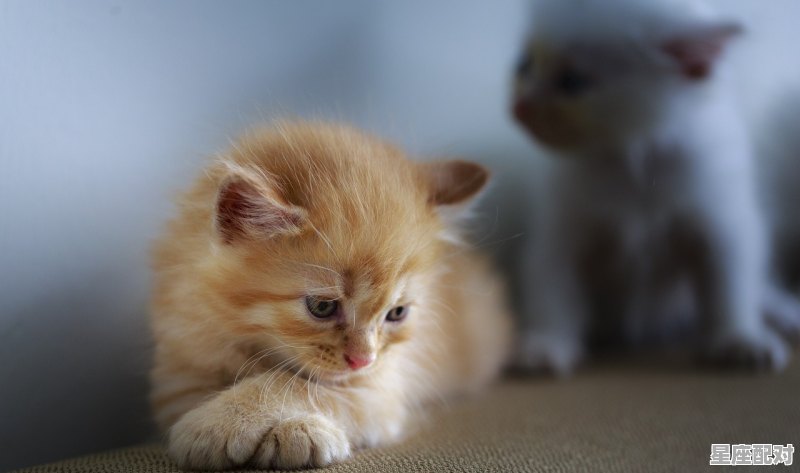 猫咪会做梦吗_猫咪也会做梦吗 - 星座运势
