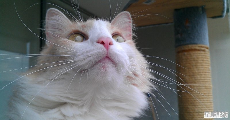 猫咪怀孕拍b超还是x光,怀孕做梦梦到猫 - 星座运势