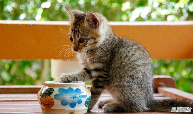 有四只小猫的动画片,梦到四只猫 - 星座运势