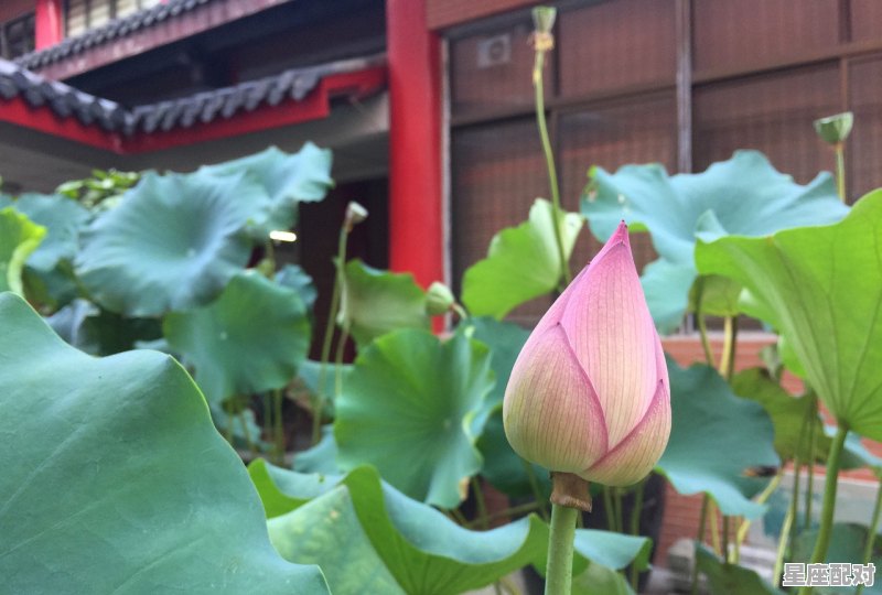 清明节有哪三个风俗_元宵节的习俗和清明节的习俗 - 星座运势