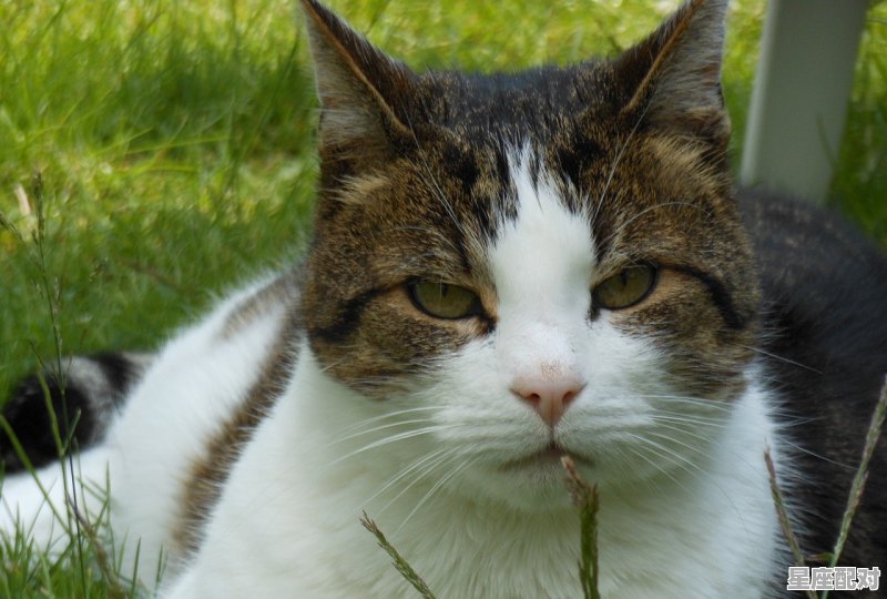 猫吃不吃鱼，梦到猫吃鱼 - 星座运势