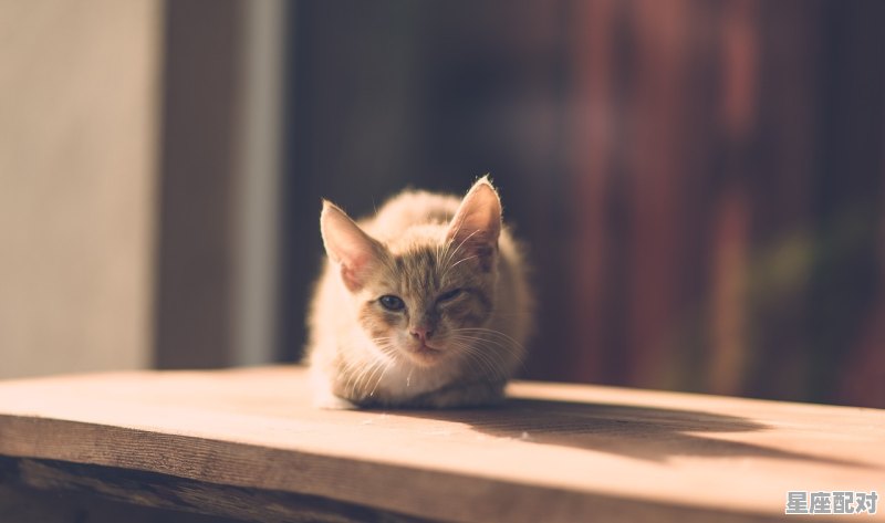 猫的脚受伤了，不能走，梦到受伤的猫 - 星座运势