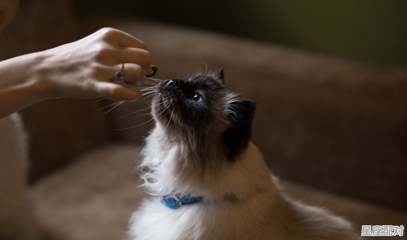 猫为什么吃蛇_猫能吃蛇吗 - 星座运势