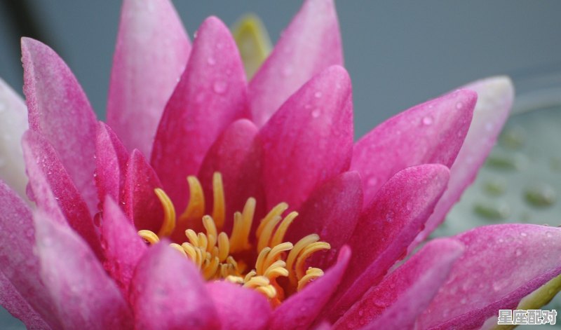 桂花属什么生肖_伯乐桃花什么意思 - 星座运势