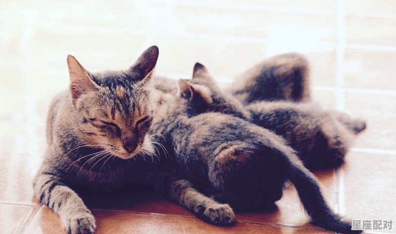 猫和狗吵架,寓意_两只猫的寓意 - 星座运势