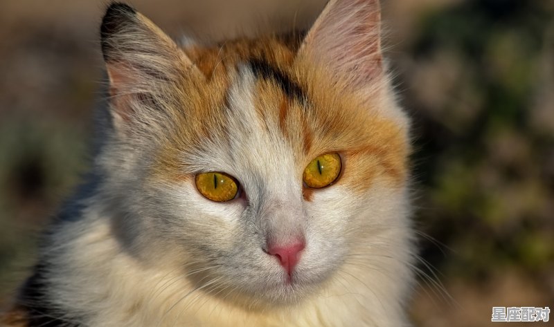 12星座的专属宠物猫咪，12星座适合养什么猫 - 星座运势