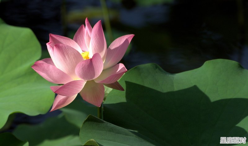 莲花并蒂花是什么动物，莲花属于什么生肖 - 星座运势