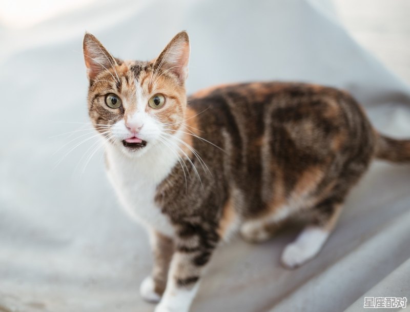 猫眼两个颜色是什么猫，梦到两只黑猫 - 星座运势