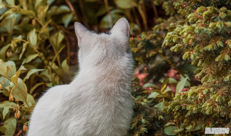 老鼠吃白菜寓意_一只想飞的猫里面的猫是一只怎样的猫 - 星座运势