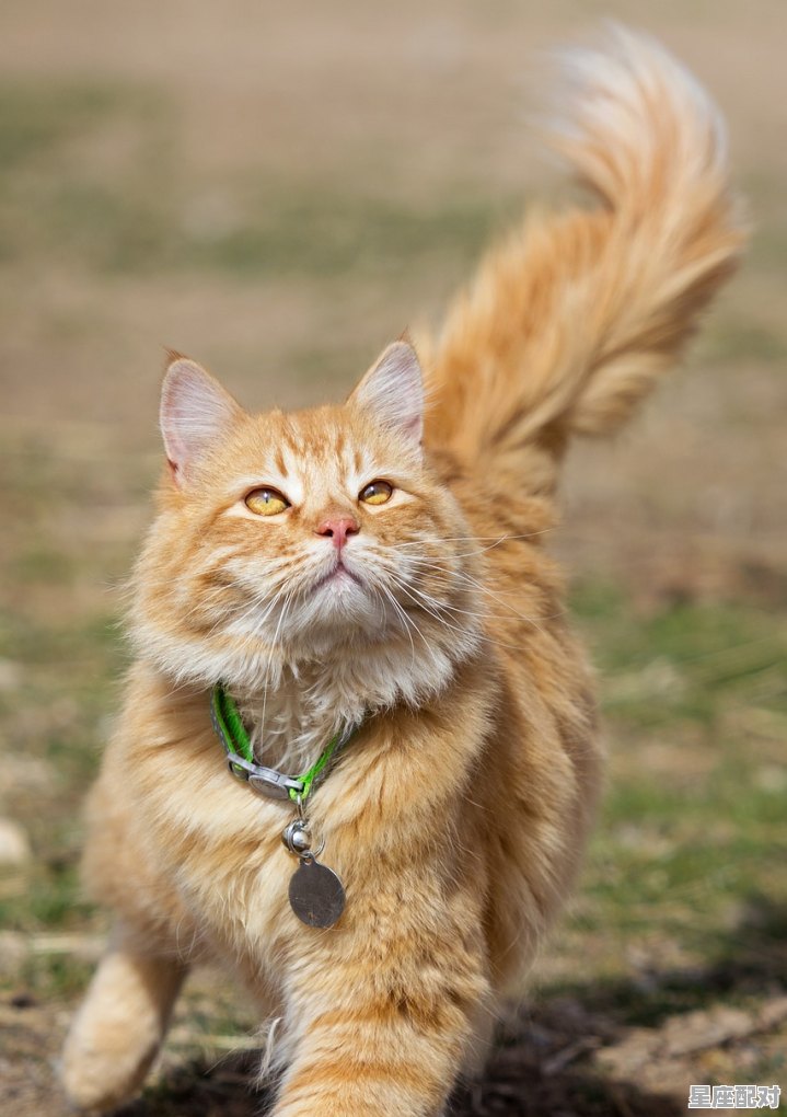 送别的词有哪些词语_为啥我对象说把猫送人我会想猫 - 星座运势