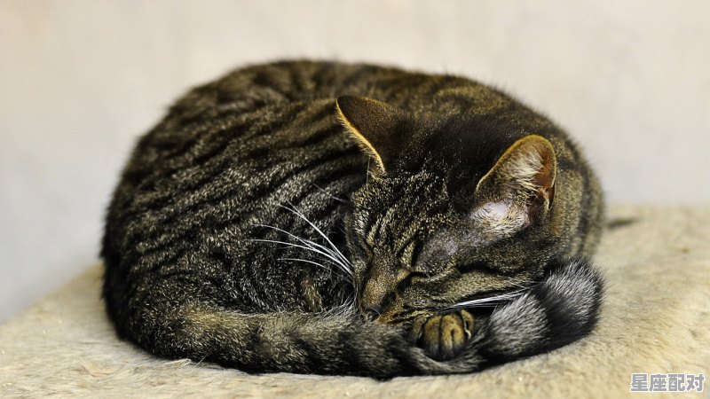 猫咪也有星座之分吗_kitty猫的星座星座 - 星座运势