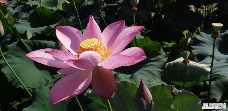 兔子喜欢的花,什么生肖冰清玉洁 - 星座运势