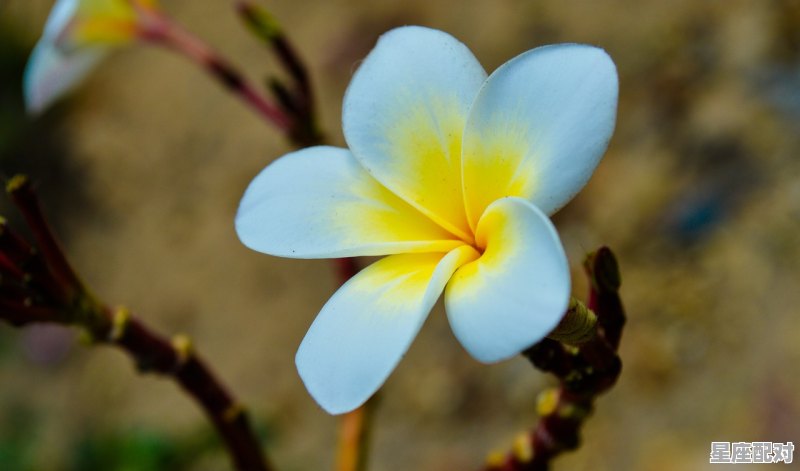 玉兰花栽培到院子里好不好,白玉兰今日运势 - 星座运势