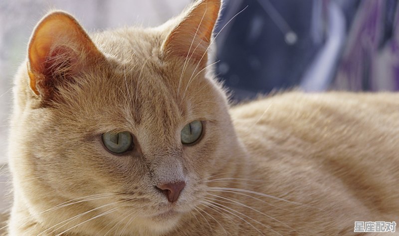猫和蛇的身体结构有什么区别，梦到猫与蛇 - 星座运势