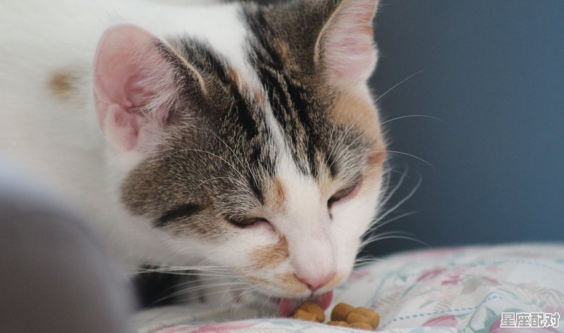 猫做梦叫唤怎么回事，女人做梦梦到猫 - 星座运势