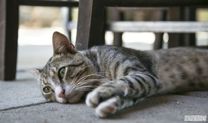 刚出生的猫咪需要多少温度,梦到刚出生的小猫 - 星座运势